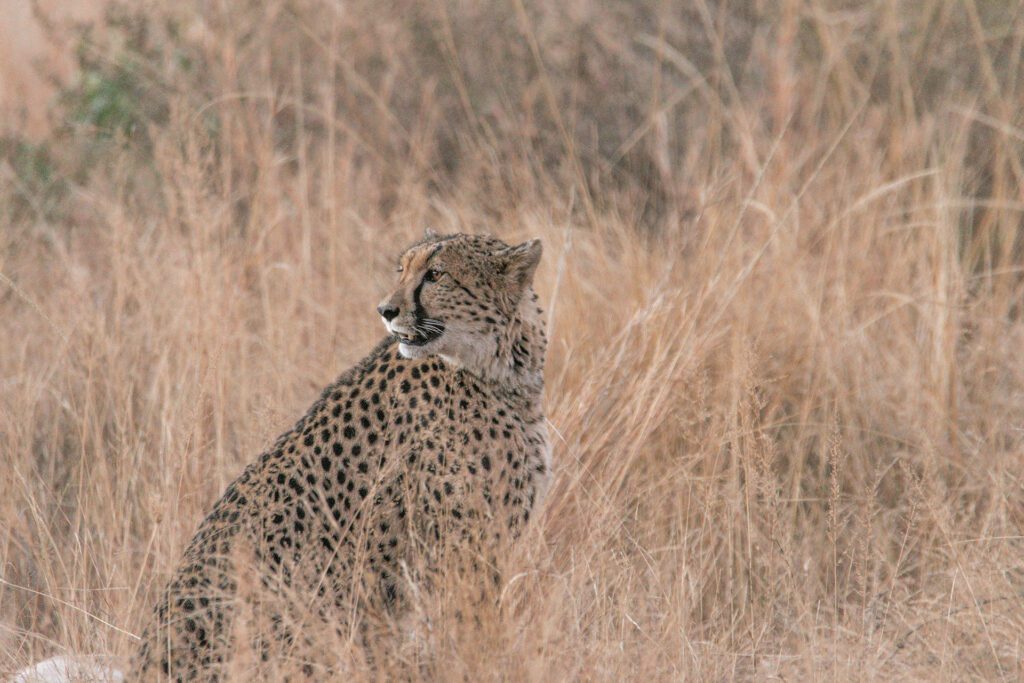 Clifftop Exclusive Safari Hideaway cheetah Clifftop Exclusive Safari Hideaway cheetah