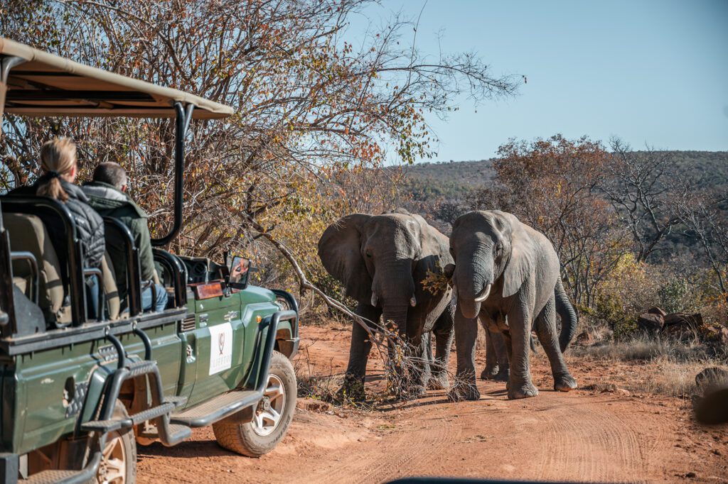 Clifftop Exclusive Safari Hideaway elephant with vehicle Clifftop Exclusive Safari Hideaway elephant with vehicle