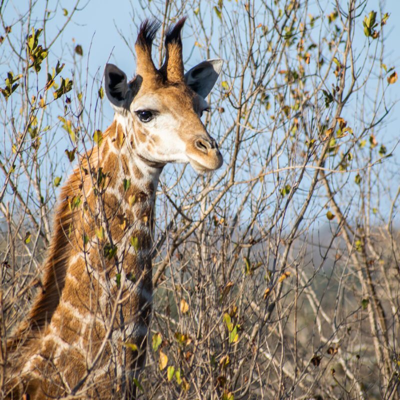 Extraordinary Imbali Safari Lodge Giraffe