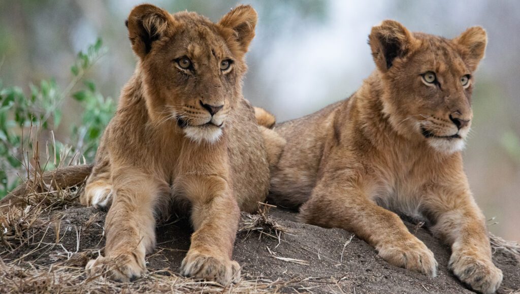 Extraordinary Imbali Safari Lodge lion cubs Extraordinary Imbali Safari Lodge lion cubs