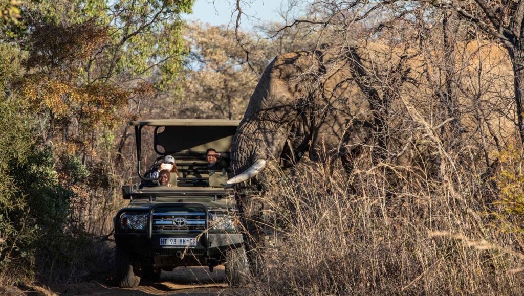 Extraordinary Mabula Game Lodge Game drive Elephant Extraordinary Mabula Game Lodge Game drive Elephant