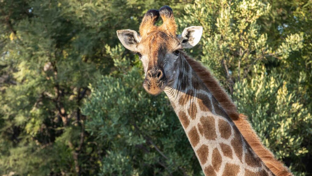 Extraordinary Mabula Game Lodge Giraffe Extraordinary Mabula Game Lodge Giraffe