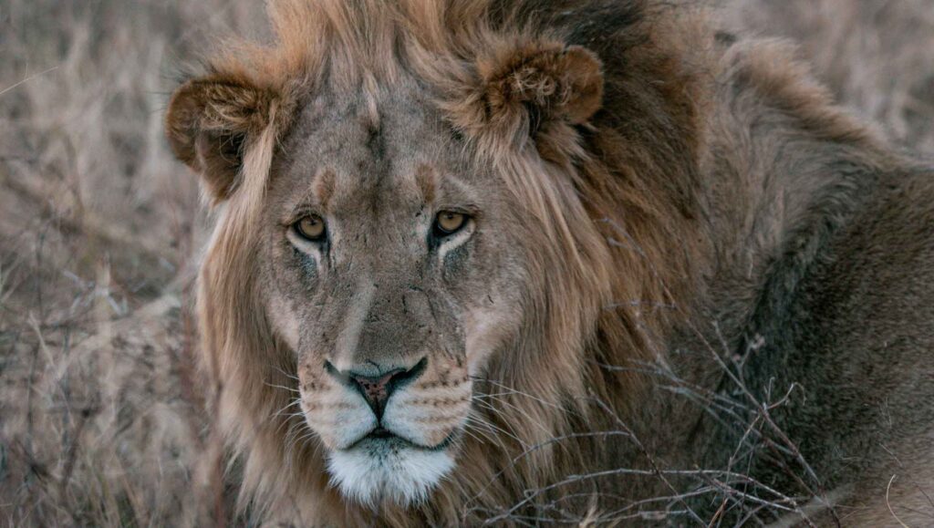 Extraordinary Mabula Game Lodge Lion Extraordinary Mabula Game Lodge Lion