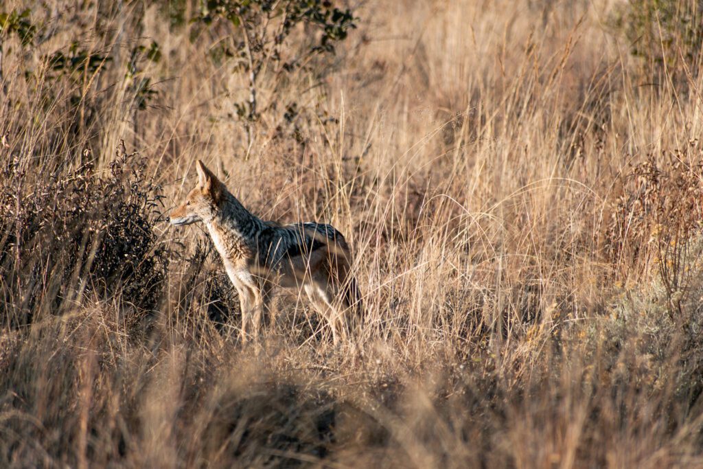 black backed jackal black backed jackal