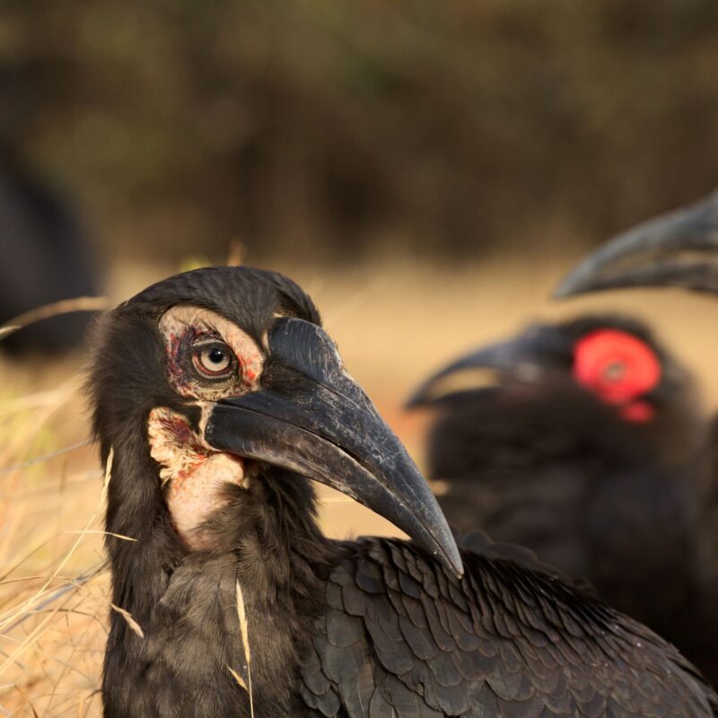 Extraordinary Flagship species Group of Southern Ground hornbills CREDIT Hein Nel