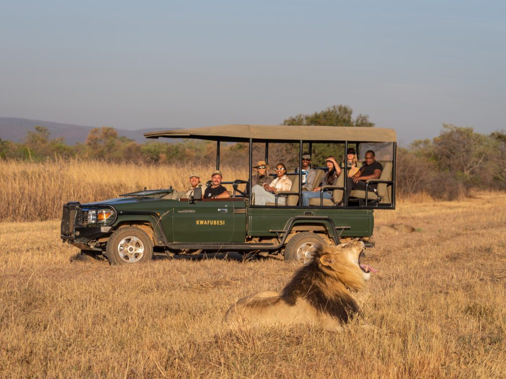 Kwafubesi Tented Camp safari with lion Kwafubesi Tented Camp safari with lion